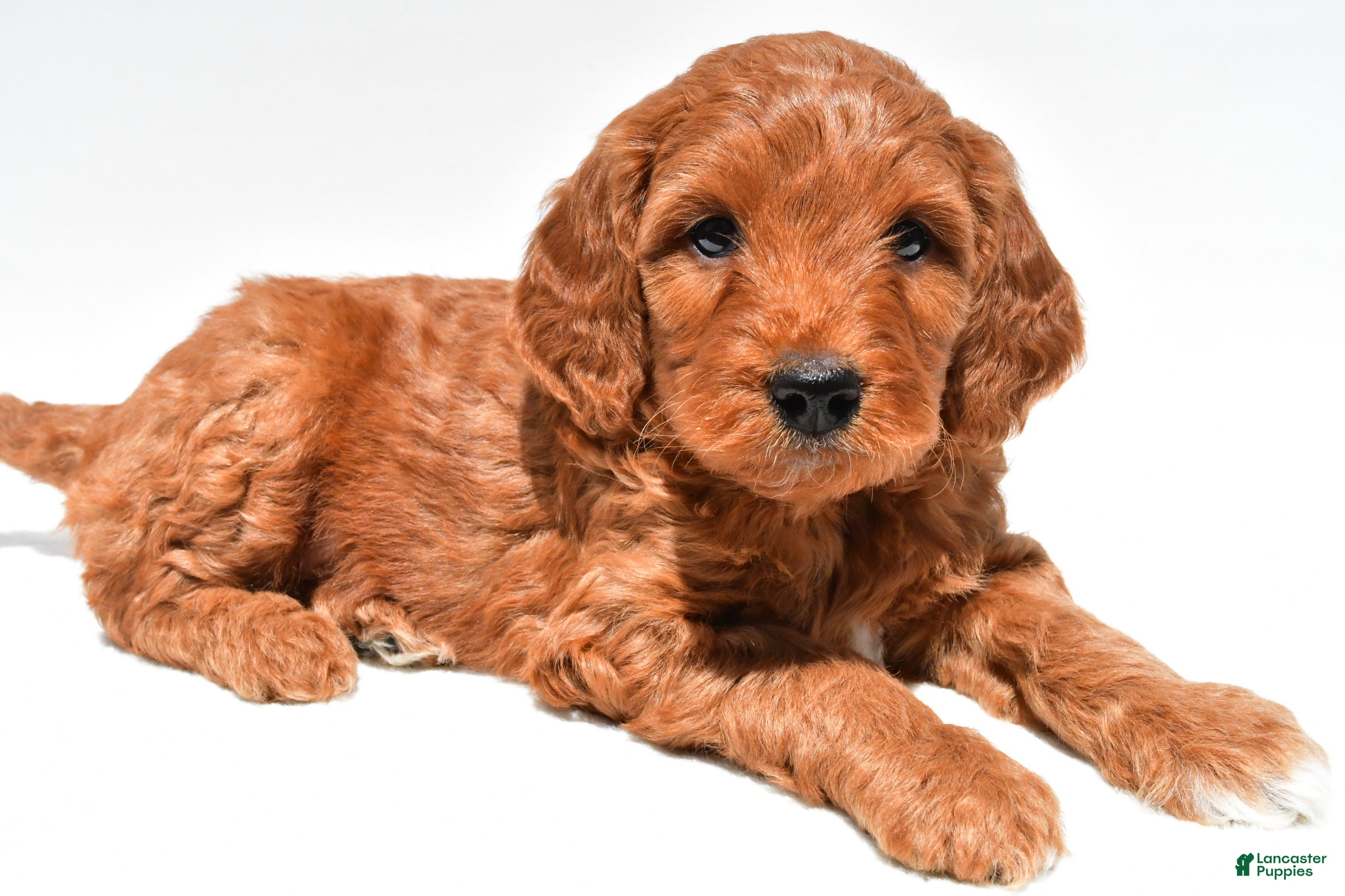 Mini Goldendoodle dogs Windsor - Ad 1