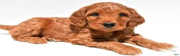 Mini Goldendoodle dogs for sale: Windsor - Ad 1