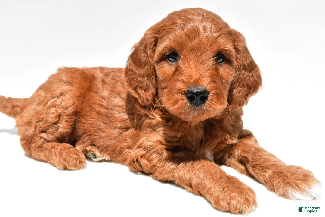 Mini Goldendoodle dogs for sale: Windsor - Ad 1