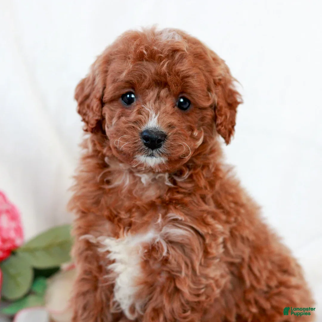 Cavapoo dogs for sale: Leo - Ad 1