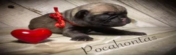 Pug dogs for sale: Pocahontas - Ad 7