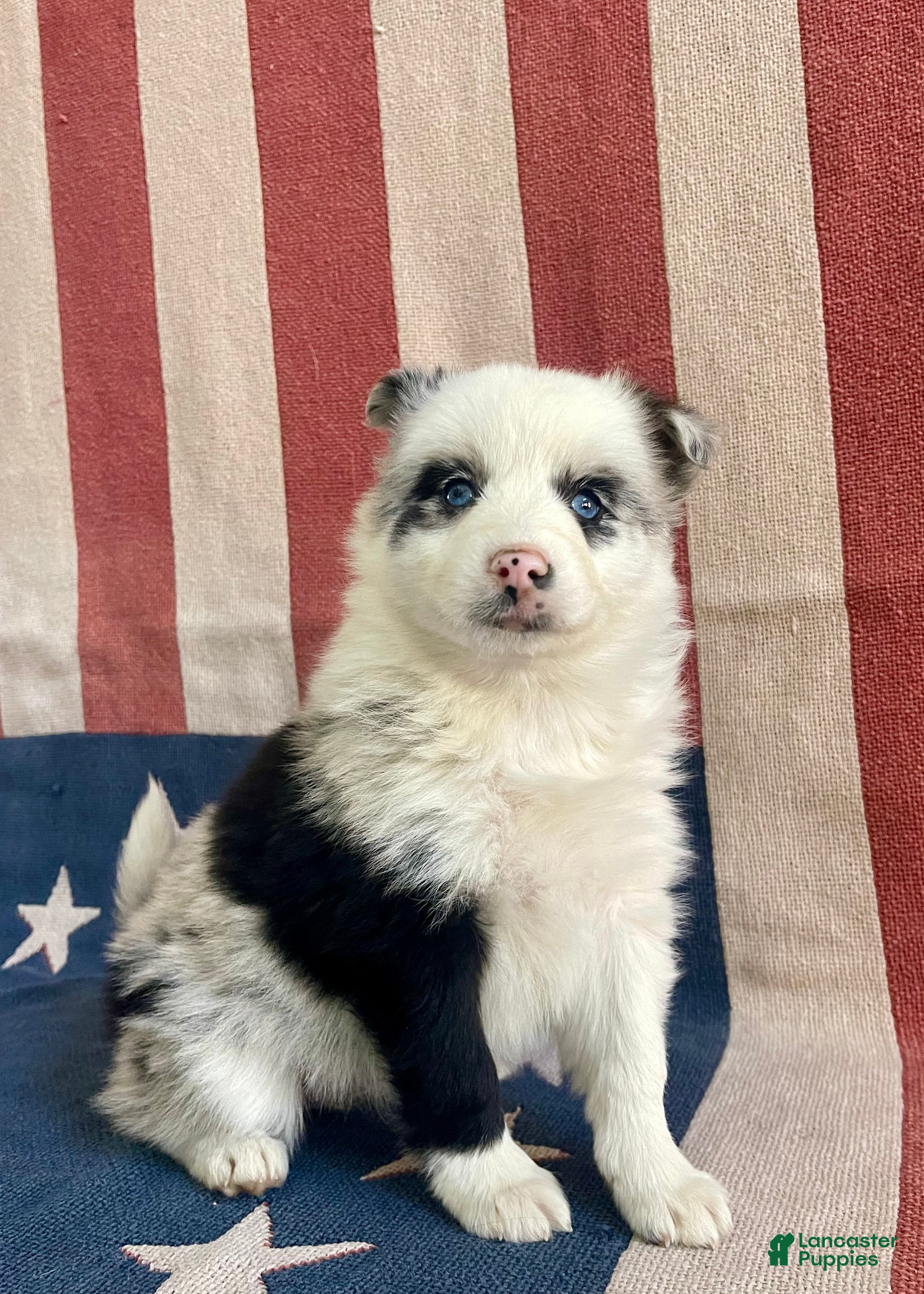 Pomsky dogs Cherry - Ad 1