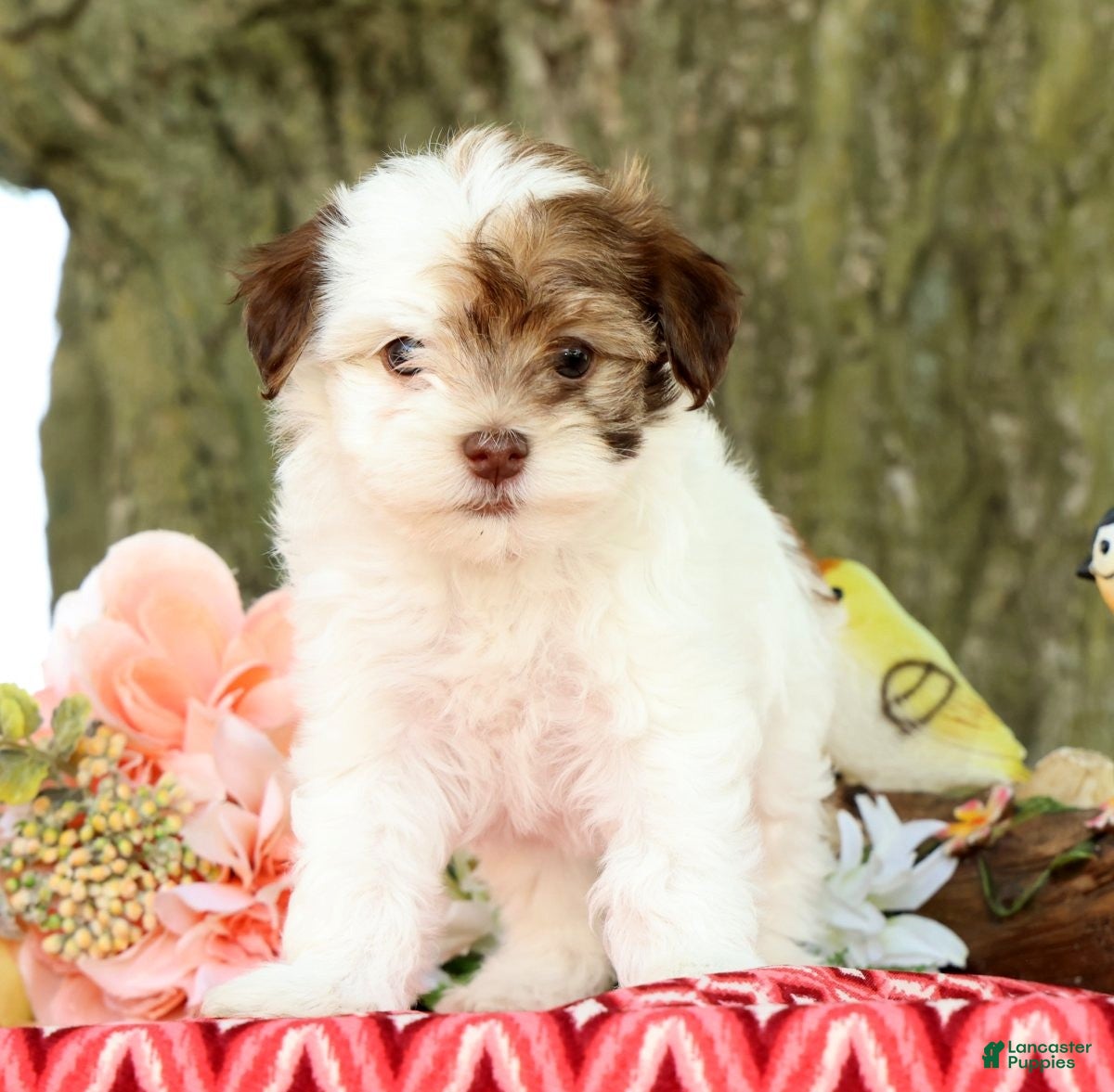 Havanese dogs for sale: Lula - Ad 3