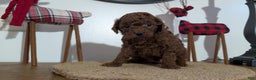 Miniature Poodle dogs for sale: Mason - Ad 6