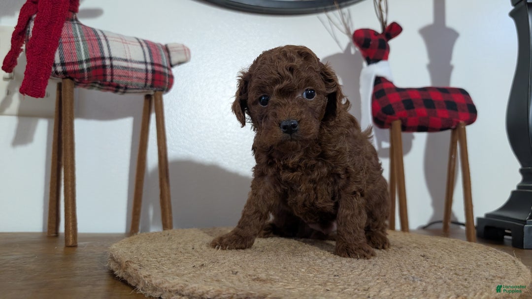 Miniature Poodle dogs for sale: Mason - Ad 6