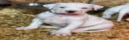 Dogo Argentino dogs for sale: Pick of litter female  - Ad 1