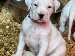 Dogo Argentino dogs Pick of litter female - Ad 4