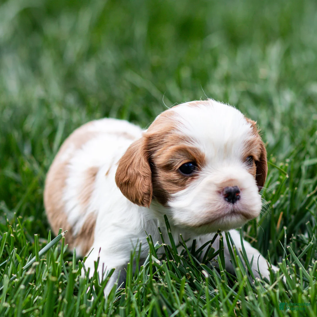 Cavalier King Charles Spaniel dogs for sale: Apple Cavalier King Charles Spaniel Puppy  - Ad 5