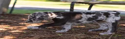 Great Dane dogs for sale: Apollo - Ad 5