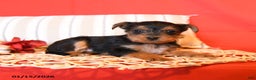 Yorkiepoo dogs for sale: Rosie - Ad 4