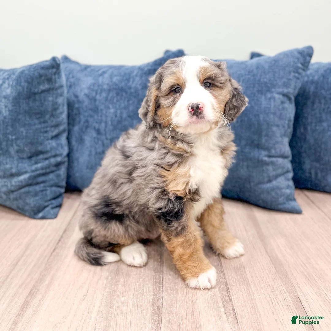 Mini Bernedoodle dogs for sale: Buster - Ad 1