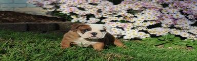 English Bulldog Puppy 2