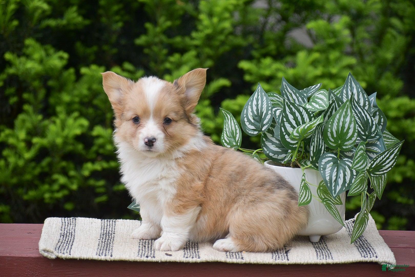Welsh Corgi Pembroke dogs Flora - Ad 2