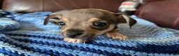 Chiweenie dogs for sale: Chiweenie 4 - Ad 4