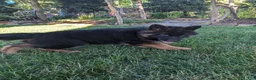German Shepherd dogs for sale: German Shepherd 1 - Ad 3