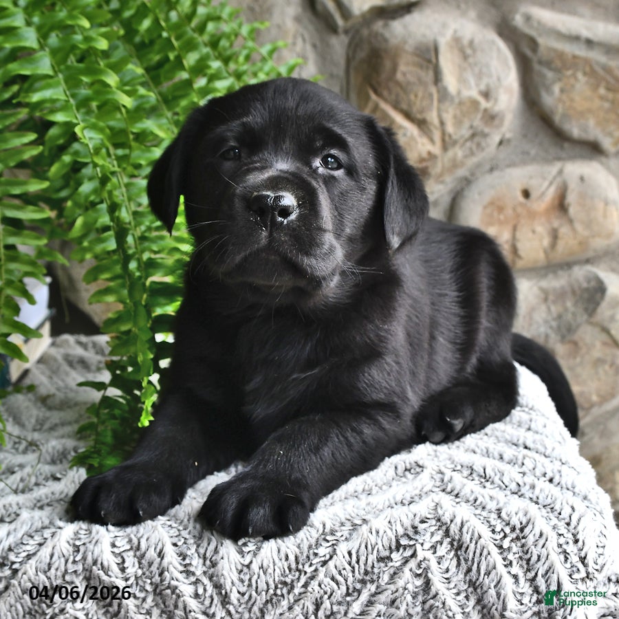 Labrador Retriever dogs Cocoa - Ad 1