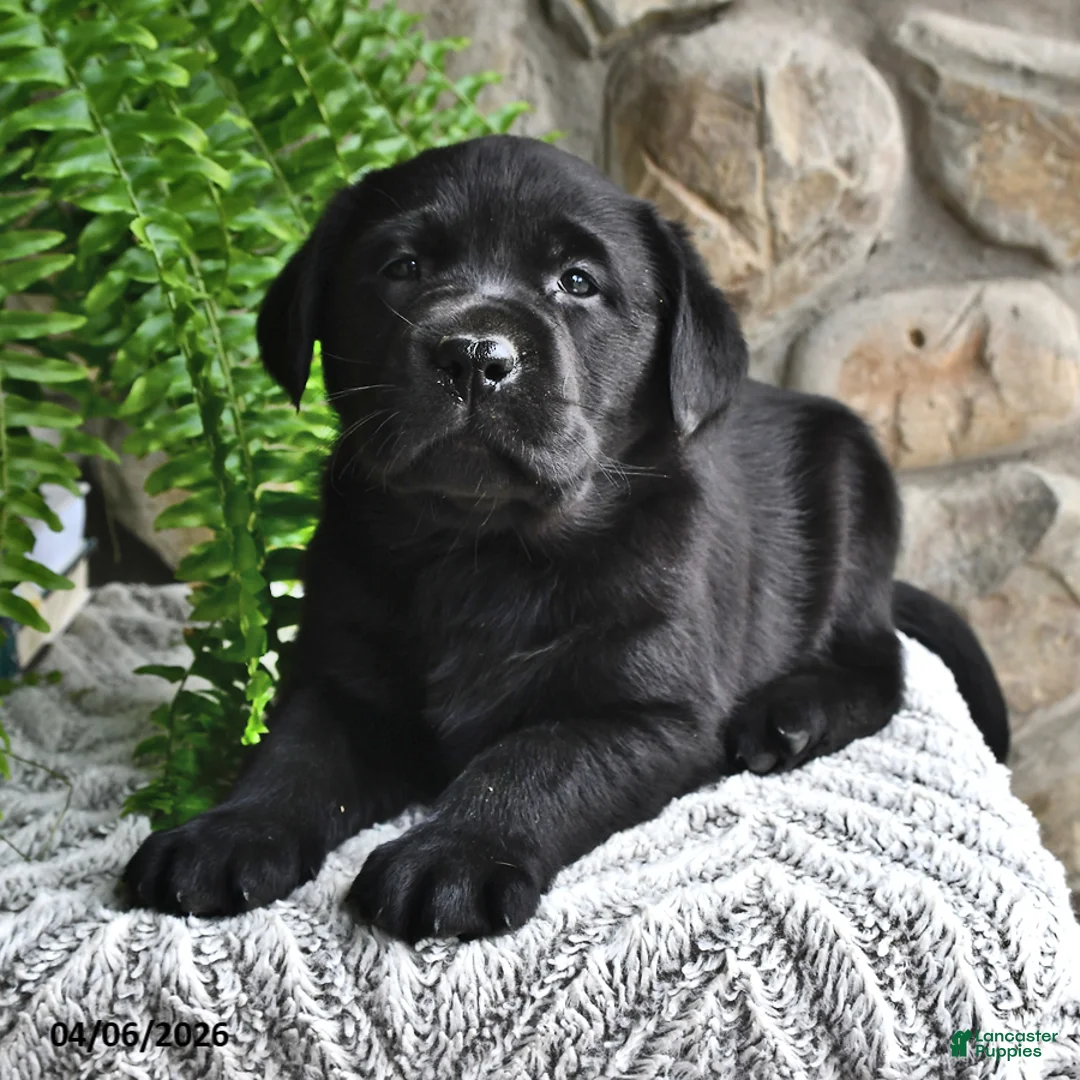 Labrador Retriever dogs for sale: Cocoa - Ad 1