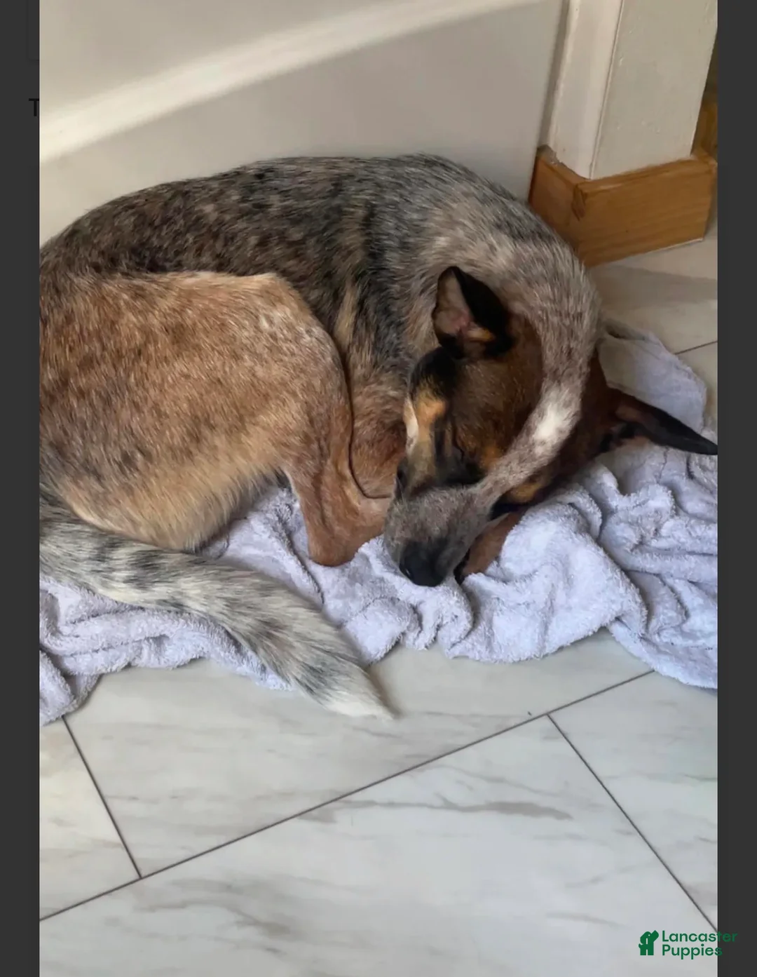 Australian Cattle Dog dogs for sale: Australian Cattle Dog 2 - Ad 2