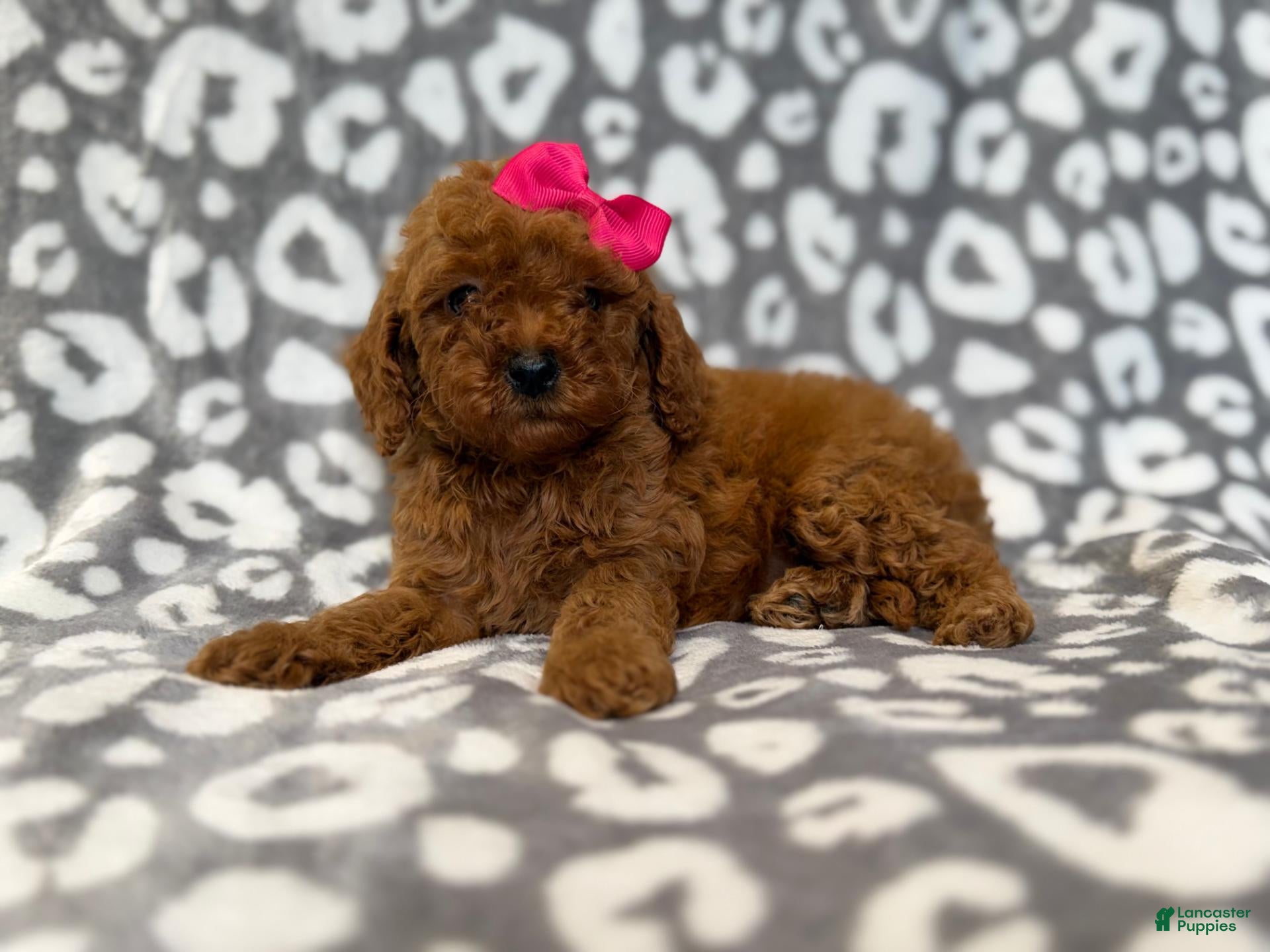 Cavapoo dogs Lottie - Ad 12