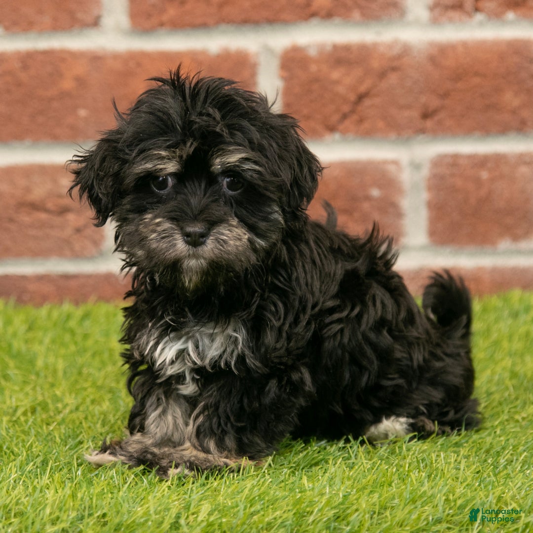Havanese dogs for sale: Sally - Ad 3