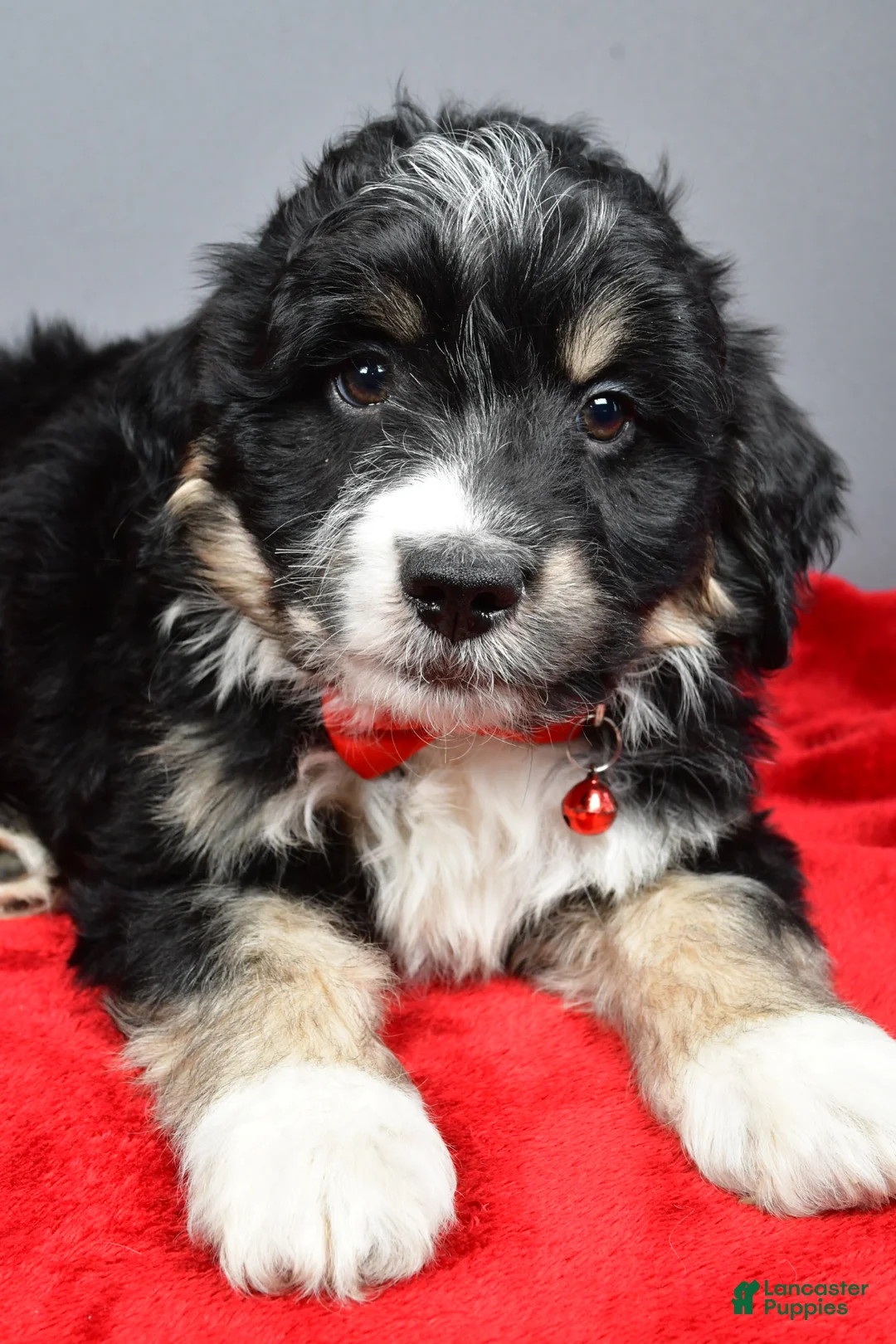 Mini Aussiedoodle dogs for sale: Stephen - Ad 2