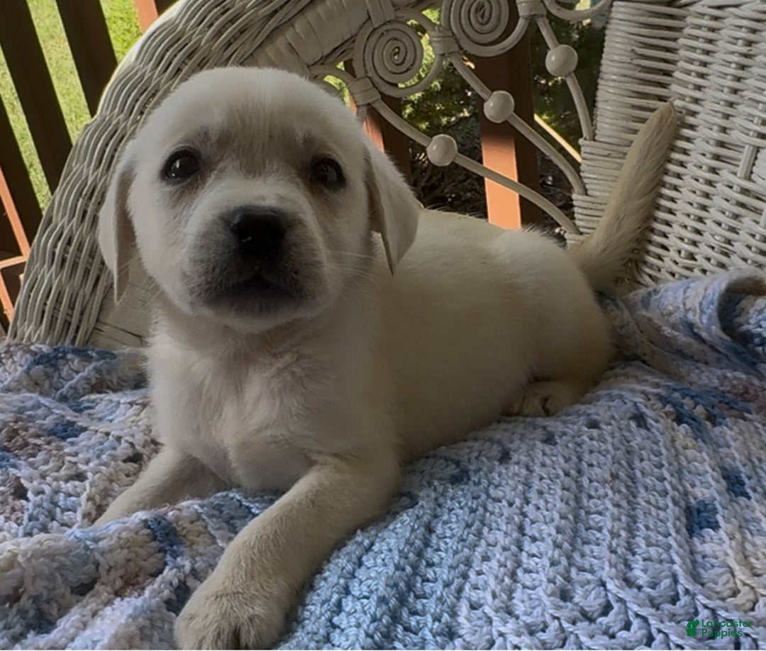 Labrador Retriever dogs for sale: Labrador Retriever Male Seth - Ad 10