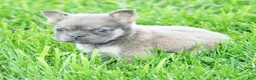 French Bulldog dogs for sale: Jill - Ad 3