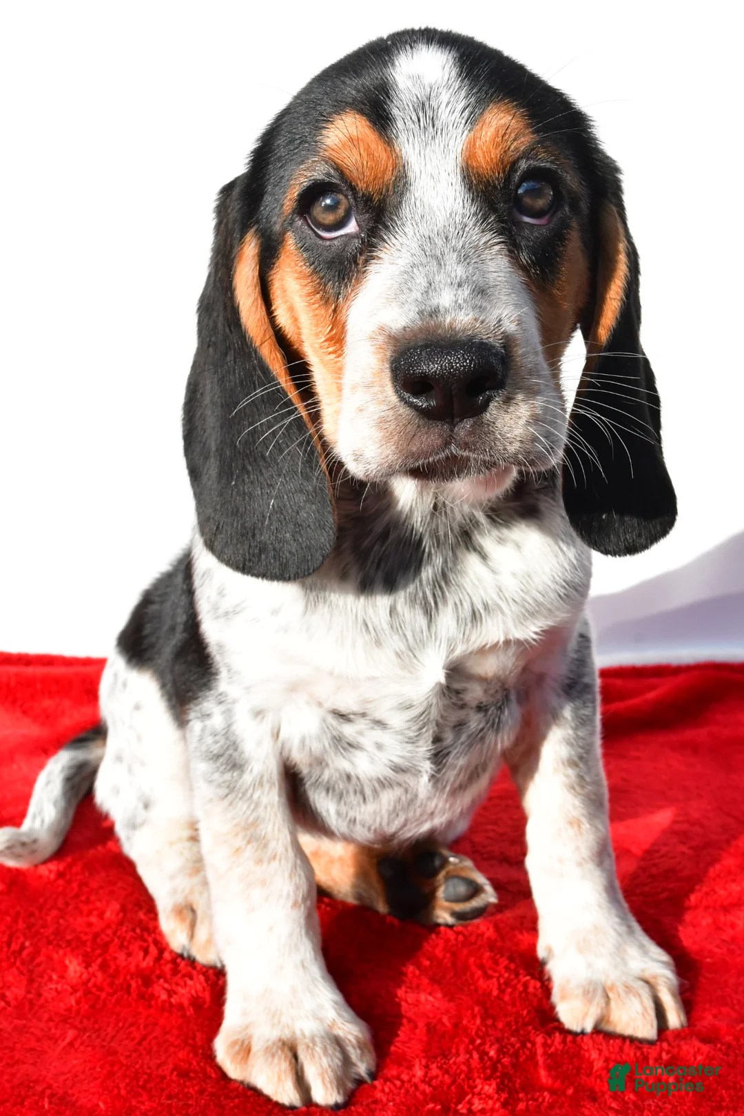 Beagle dogs for sale: Maria - Ad 2