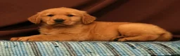 Golden Retriever dogs for sale: Scott - Ad 4