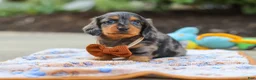 Miniature Dachshund dogs for sale: Dallas - Ad 3