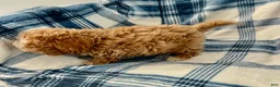 Shihpoo dogs for sale: Terry-Boy-Shihpoo 3 - Ad 6