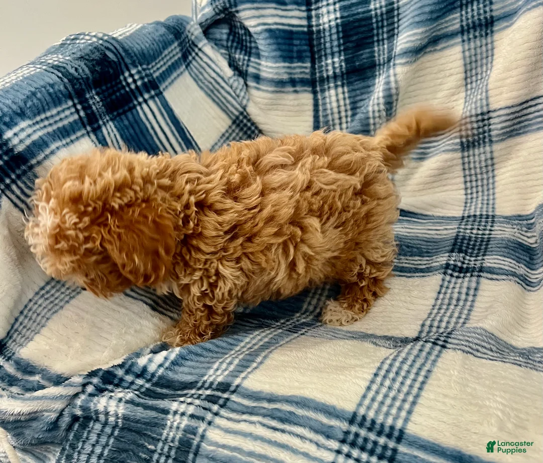 Shihpoo dogs for sale: Terry-Boy-Shihpoo 3 - Ad 6