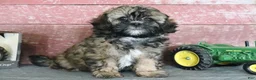 Shihpoo dogs for sale: Nevaeh - Ad 3