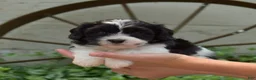 Cavachon dogs for sale: Freedom - Ad 1