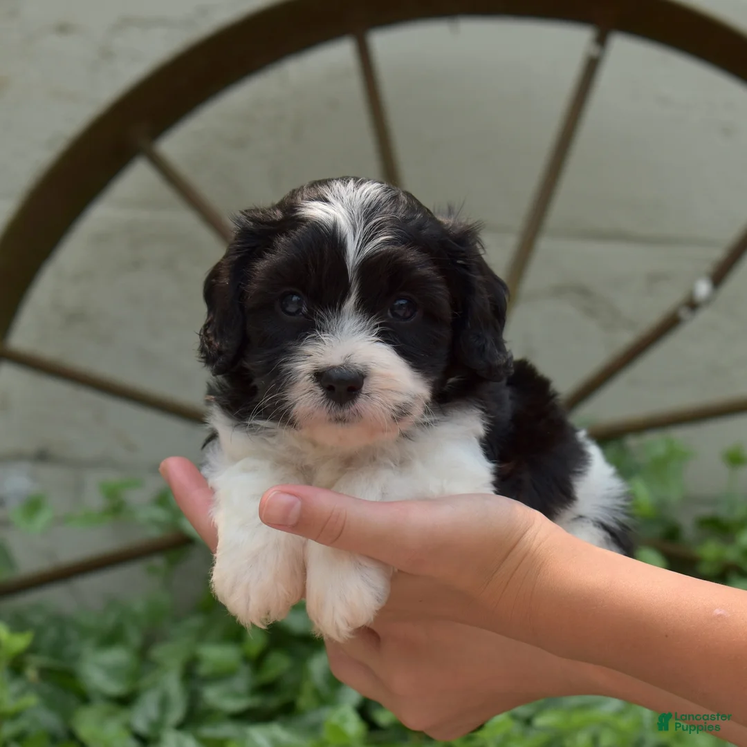Cavachon dogs for sale: Freedom - Ad 1