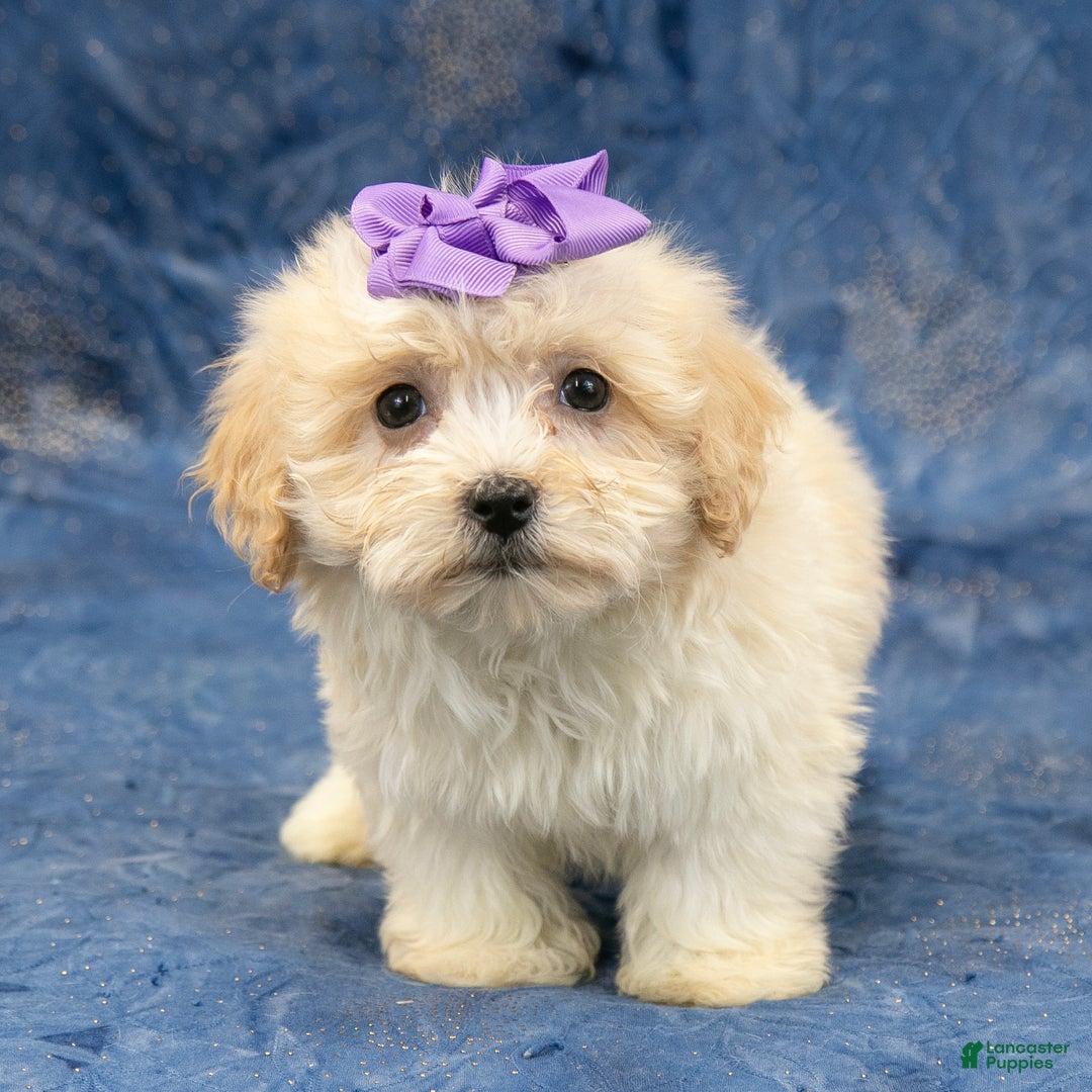 Havanese dogs for sale: Abby - Ad 4