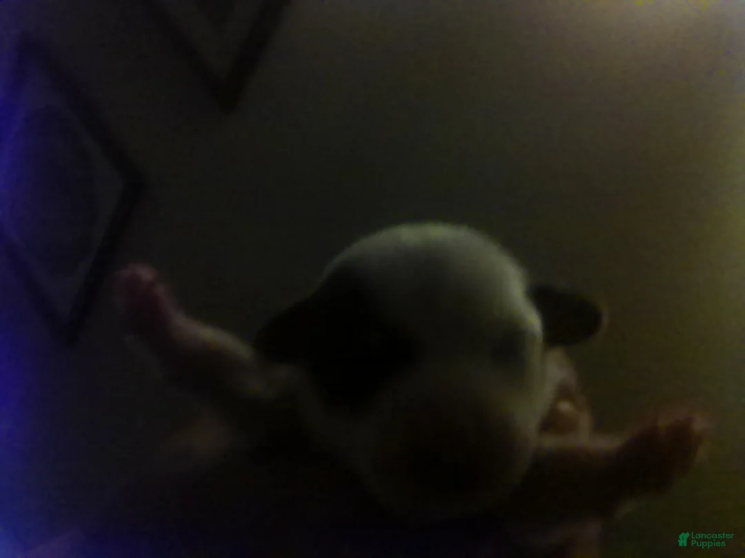 Chorkie dogs for sale: Chorkie 2 - Ad 9