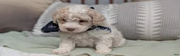 Havapoo dogs for sale: Teddy - Ad 7