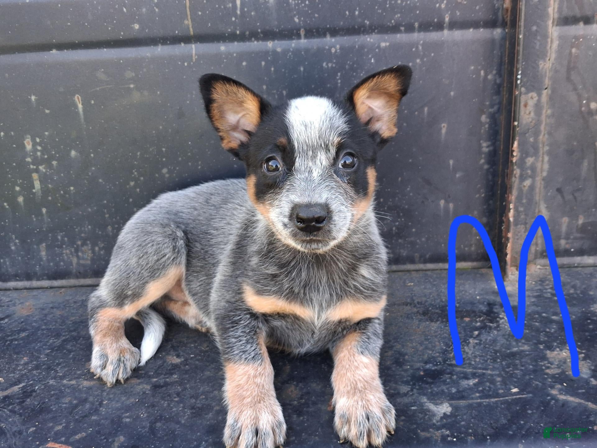 Australian Cattle Dog dogs for sale: Australian Cattle Dog 1 - Ad 38