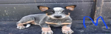 Australian Cattle Dog 1
