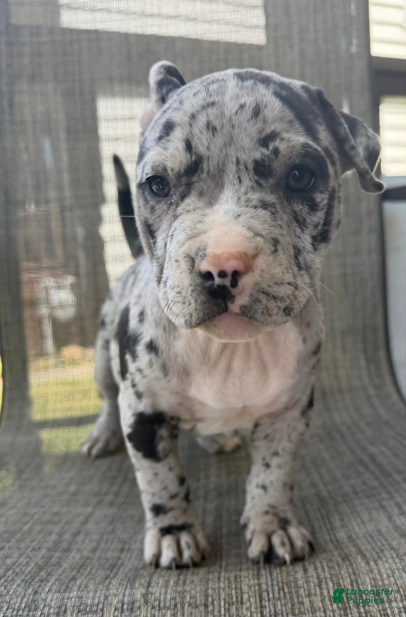 American Bully dogs for sale: Hera - Ad 6