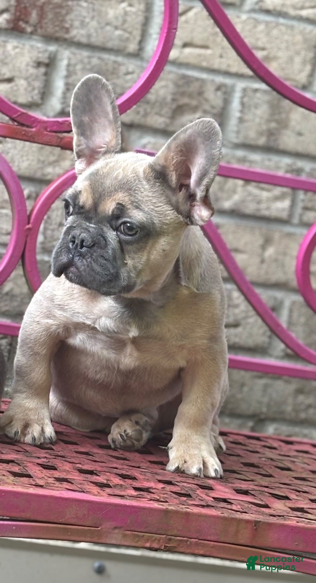 French Bulldog dogs for sale: French Bulldog 1 - Ad 2