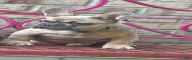 French Bulldog 1