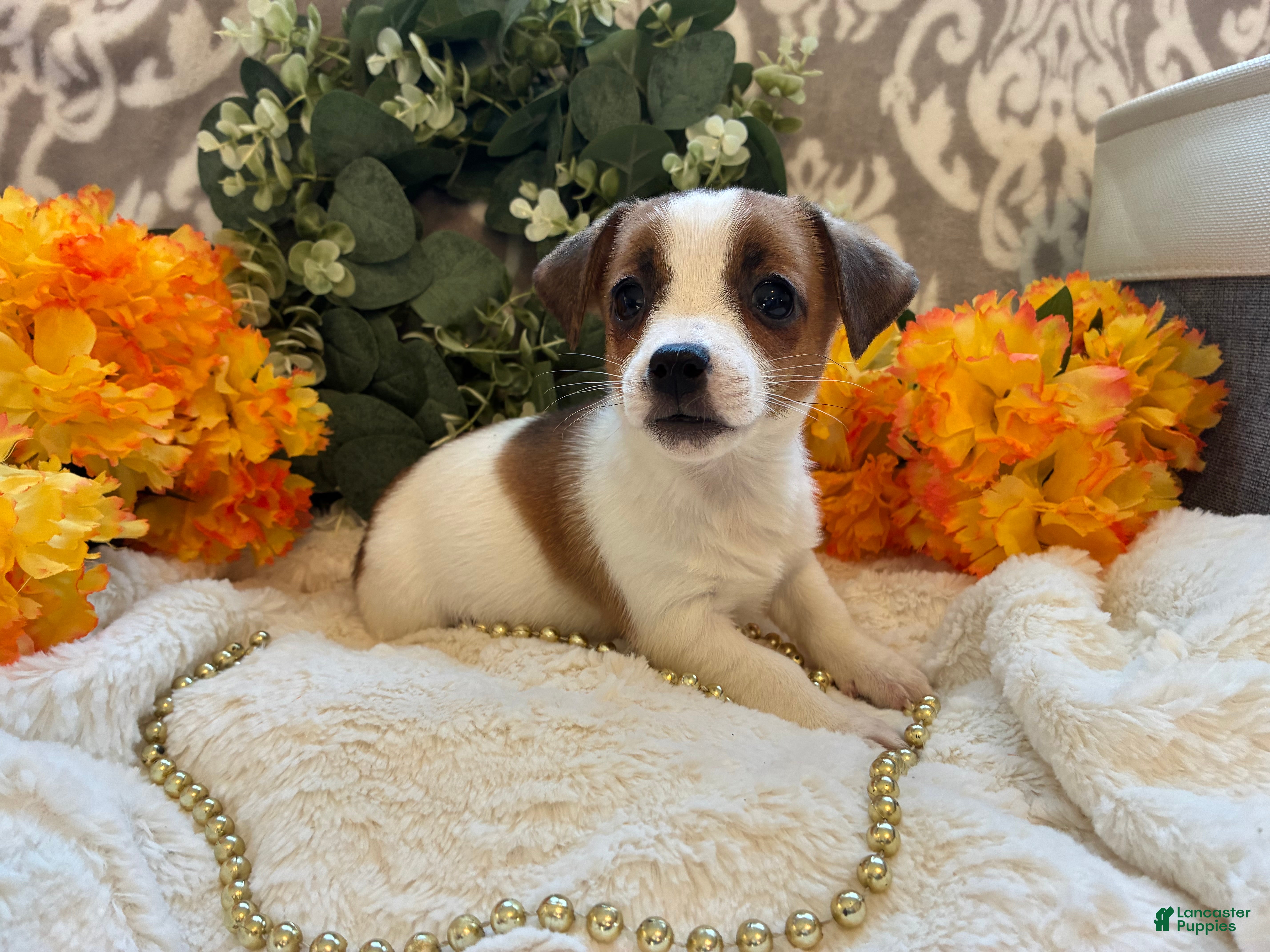 Jack Russell Terrier dogs for sale: Cinnamon  - Ad 2