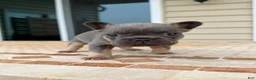 French Bulldog dogs for sale: Penny - Ad 3