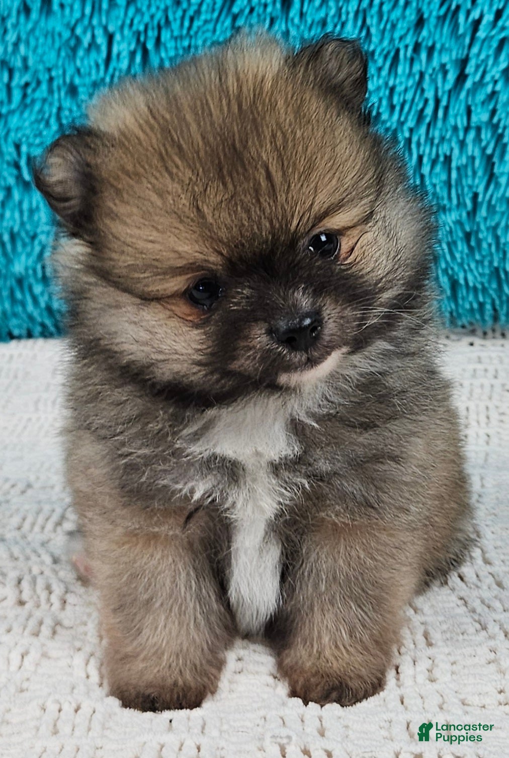Pomeranian dogs Ginger - Ad 1