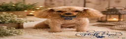 Toy Poodle dogs for sale: Blue - Ad 4