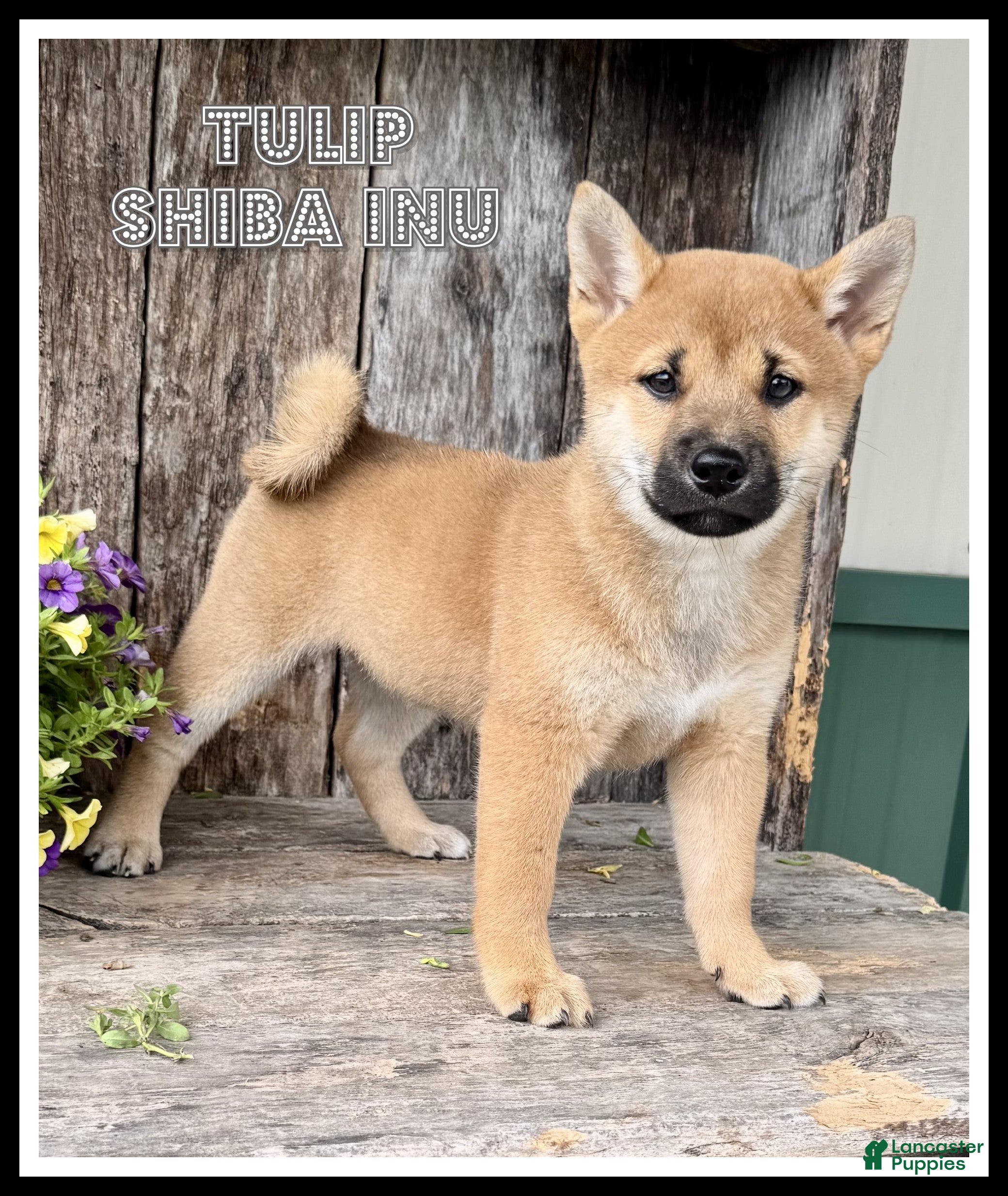 Shiba Inu dogs Tulip - Ad 1