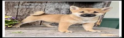 Shiba Inu dogs for sale: Tulip - Ad 1