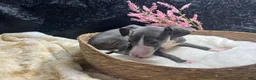 Italian Greyhound dogs for sale: Italian Greyhound 3 - Ad 3